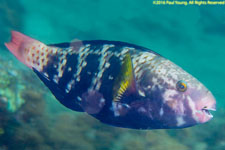 parrotfish