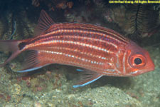 squirrelfish