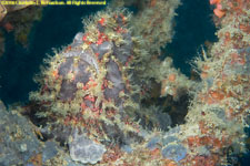 frogfish