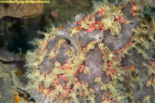 frogfish closeup