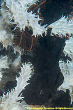 black frogfish