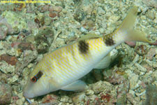 goatfish