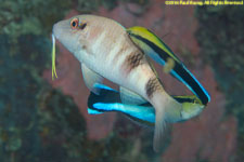 goatfish being cleaned