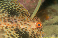 gurnard closeup