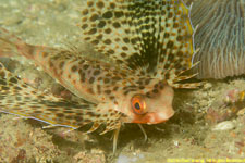 gurnard