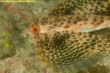 gurnard closeup