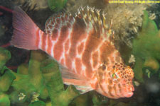 hawkfish