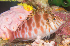 hawkfish