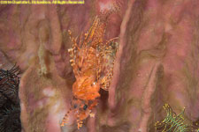 lionfish on sponge