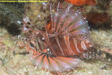 lionfish