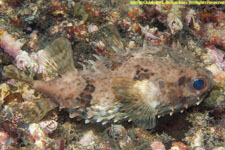 balloonfish