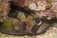 balloonfish