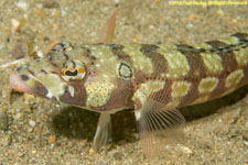 sandperch