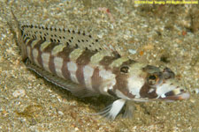 sandperch