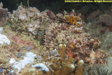 scorpionfish