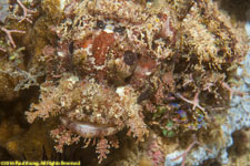 scorpionfish