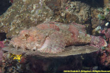 scorpionfish