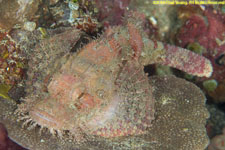 scorpionfish