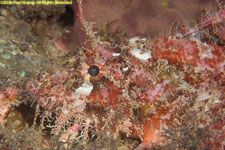 scorpionfish