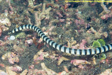 krait