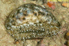 cowrie