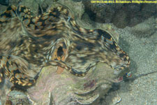 giant clam