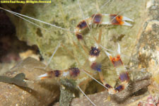 banded coral shrimp