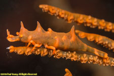 sea-whip shrimp