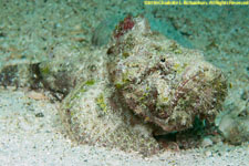 stonefish