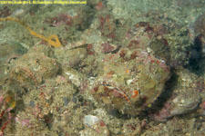 stonefish