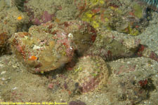 stonefish