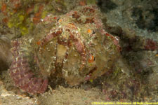 stonefish