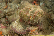 stonefish