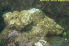 stonefish