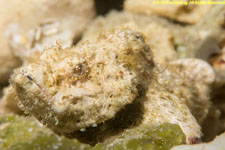 white stonefish