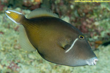 triggerfish