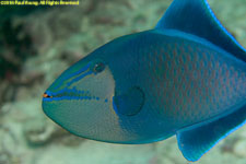 triggerfish