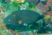 triggerfish