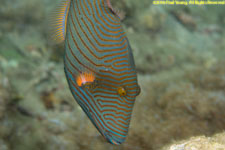 triggerfish