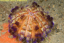 urchin