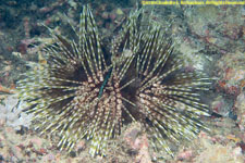 urchin