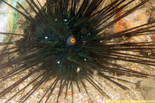 urchin