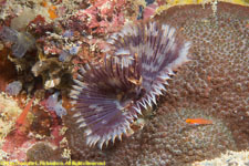 fan worm