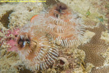 Christmas-tree worm