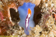 flatworm