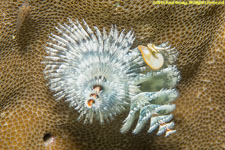 Christmas-tree worm