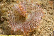 fan worm