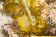 flatworm head