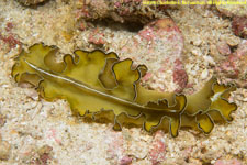 flatworm