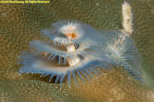 Christmas-tree worm